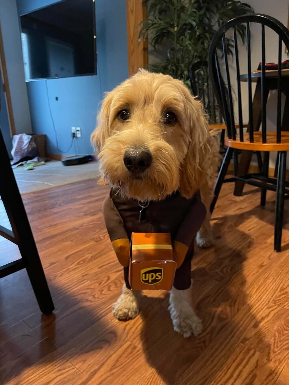 UPS-Inspired Brown & Gold Dog Delivery Costume